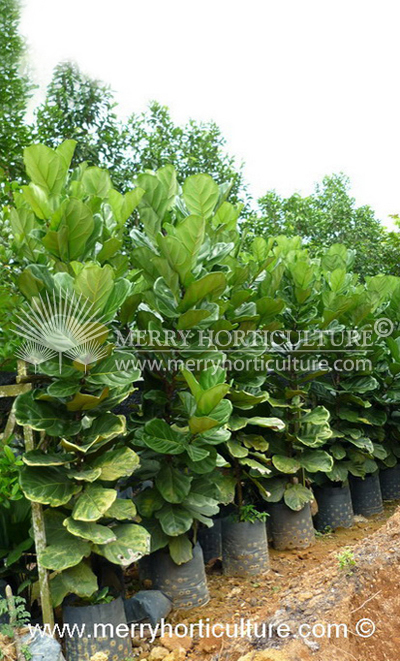 Ficus lyrata 2